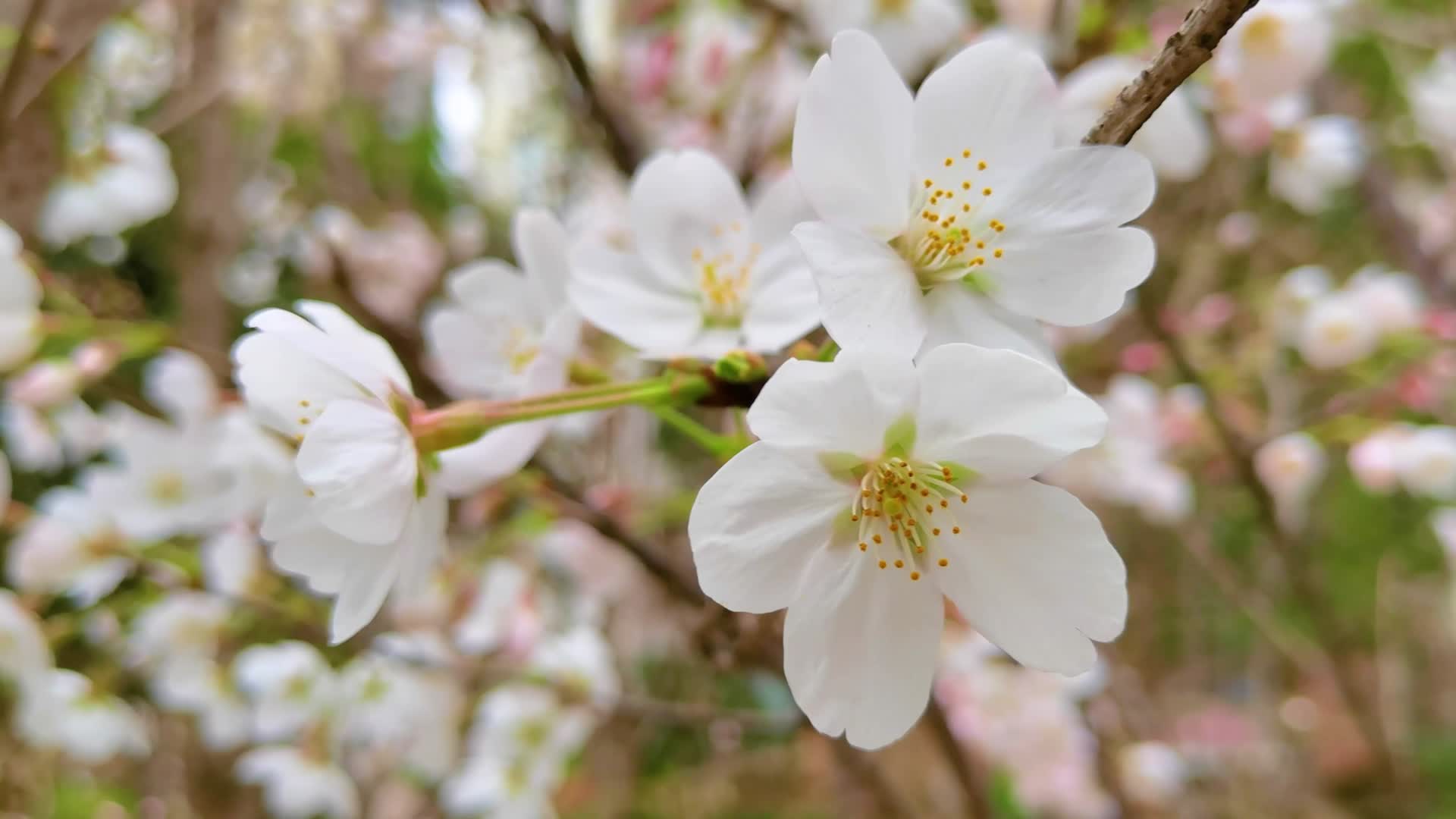 4K樱花花瓣春天的花白花视频的预览图