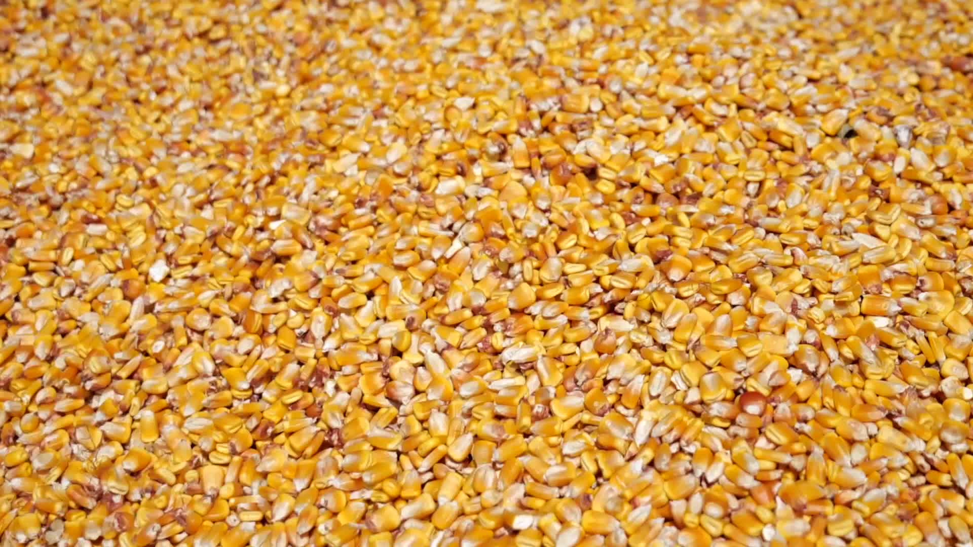 玉米粒流动晾晒慢镜头视频视频的预览图