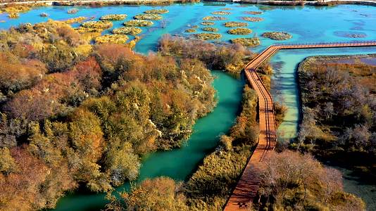 航拍新疆沙棘林塔里木河湿地秋景视频的预览图