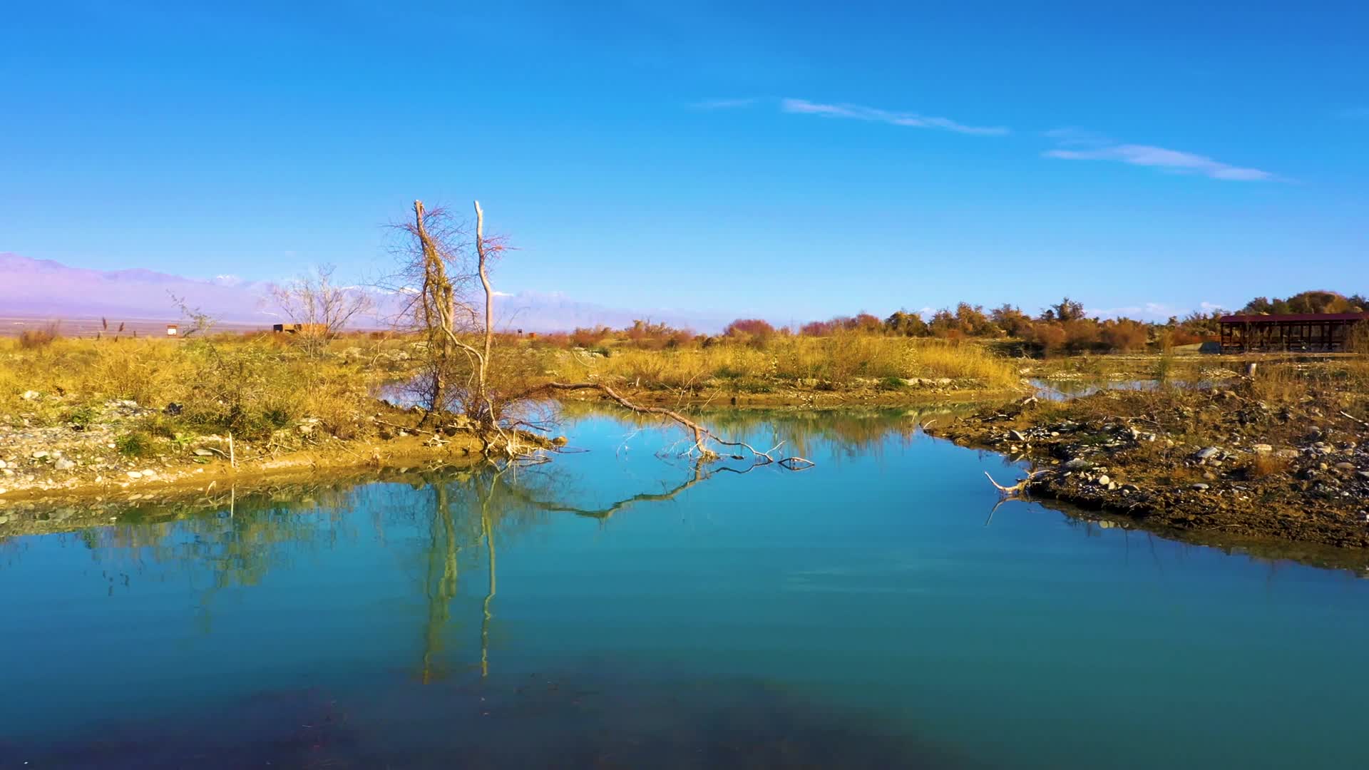 航拍新疆沙棘林塔里木河湿地秋景视频的预览图