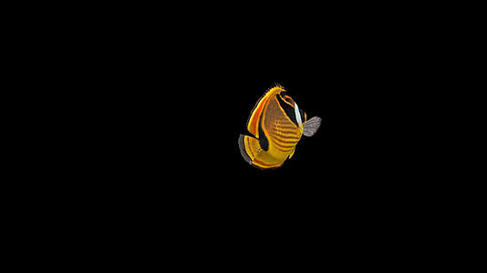 带透明通道浣熊蝴蝶鱼视频的预览图