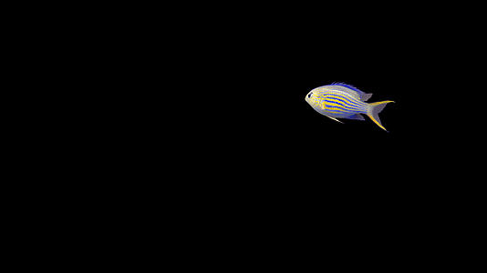 带透明通道线纹光鳃鱼视频的预览图