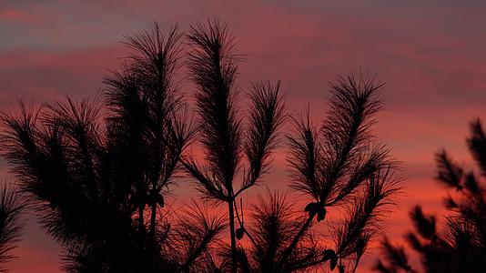 杭州凤凰山风景区夕阳晚霞下的植物剪影视频的预览图