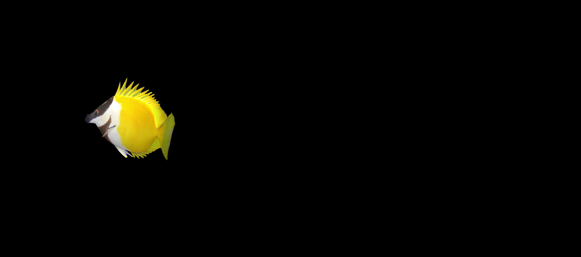 带透明通道斑色金刚鹦鹉视频的预览图