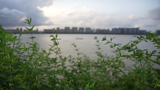 杭州滨江公园景点4K视频视频的预览图