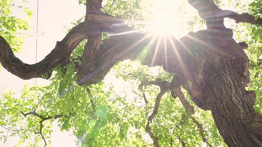 4k实拍树木透光阳光照射唯美视频视频的预览图