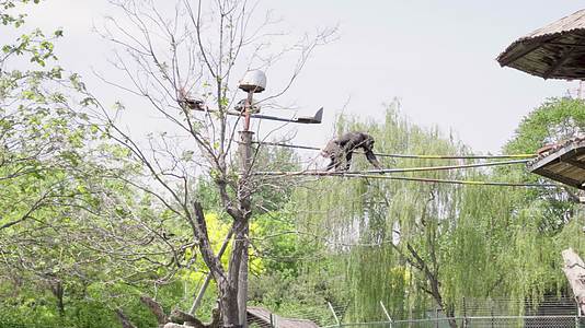 4k实拍动物园狒狒猩猩休息玩耍场景视频视频的预览图
