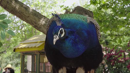 4K实拍动物园孔雀开屏展示孔雀动物视频视频的预览图