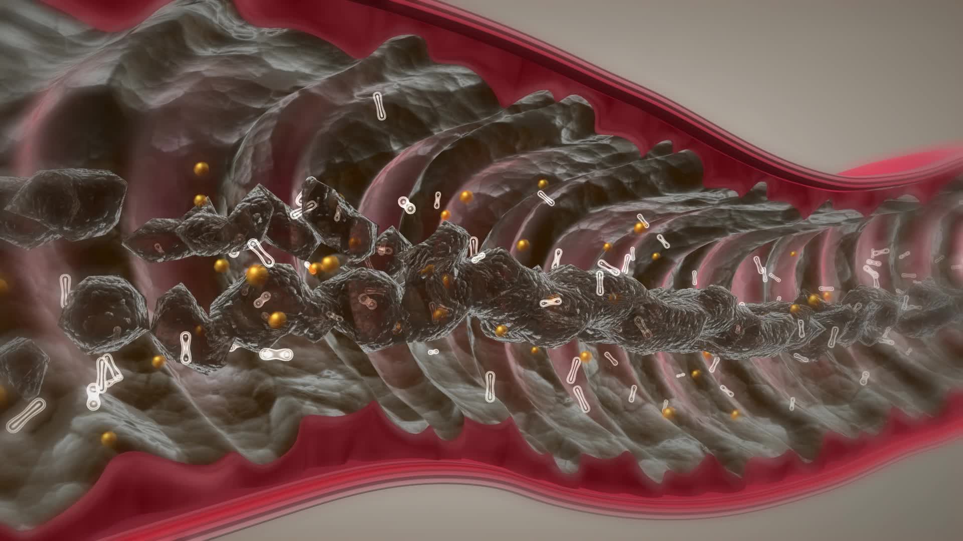 肠道失衡益生菌流失免疫崩溃视频的预览图