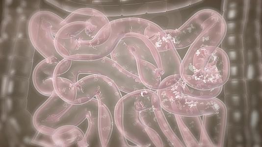 益生菌提高肠道免疫恢复机体活力视频的预览图