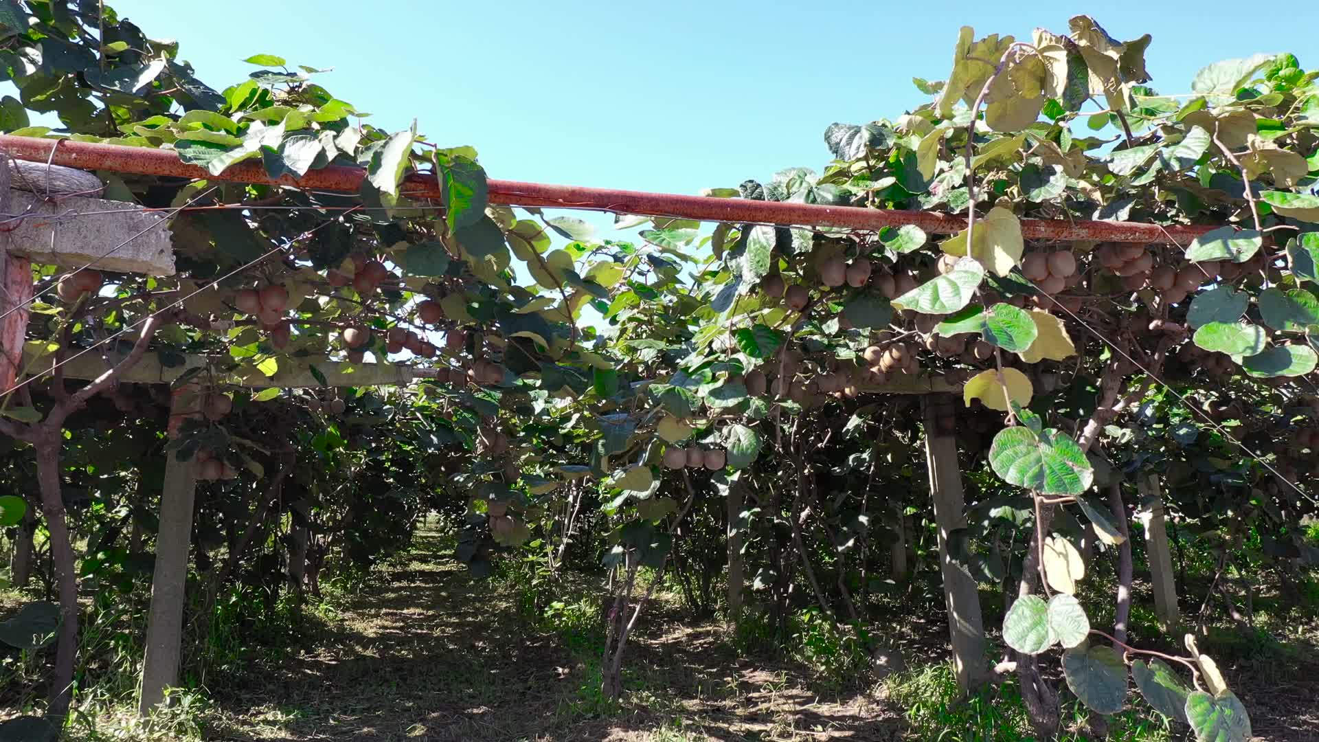 航拍周至县猕猴桃种植视频的预览图