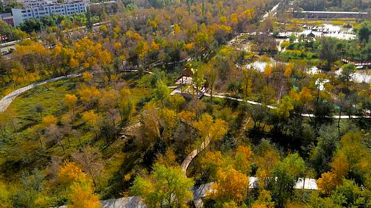 新疆阿克苏胡杨公园视频的预览图