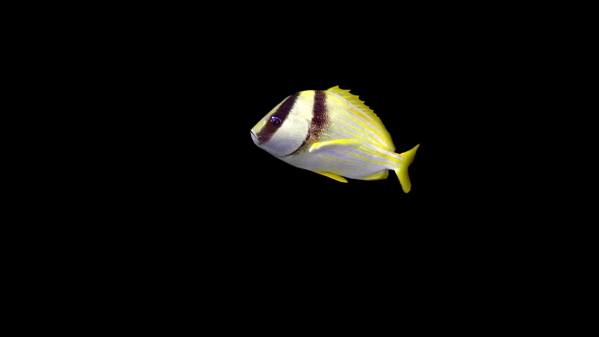 带透明通道柠檬味海鲈鱼视频的预览图