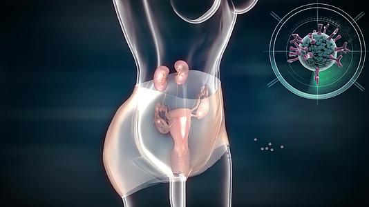 内衣裤对妇女子宫保健作用抵抗病原体视频的预览图