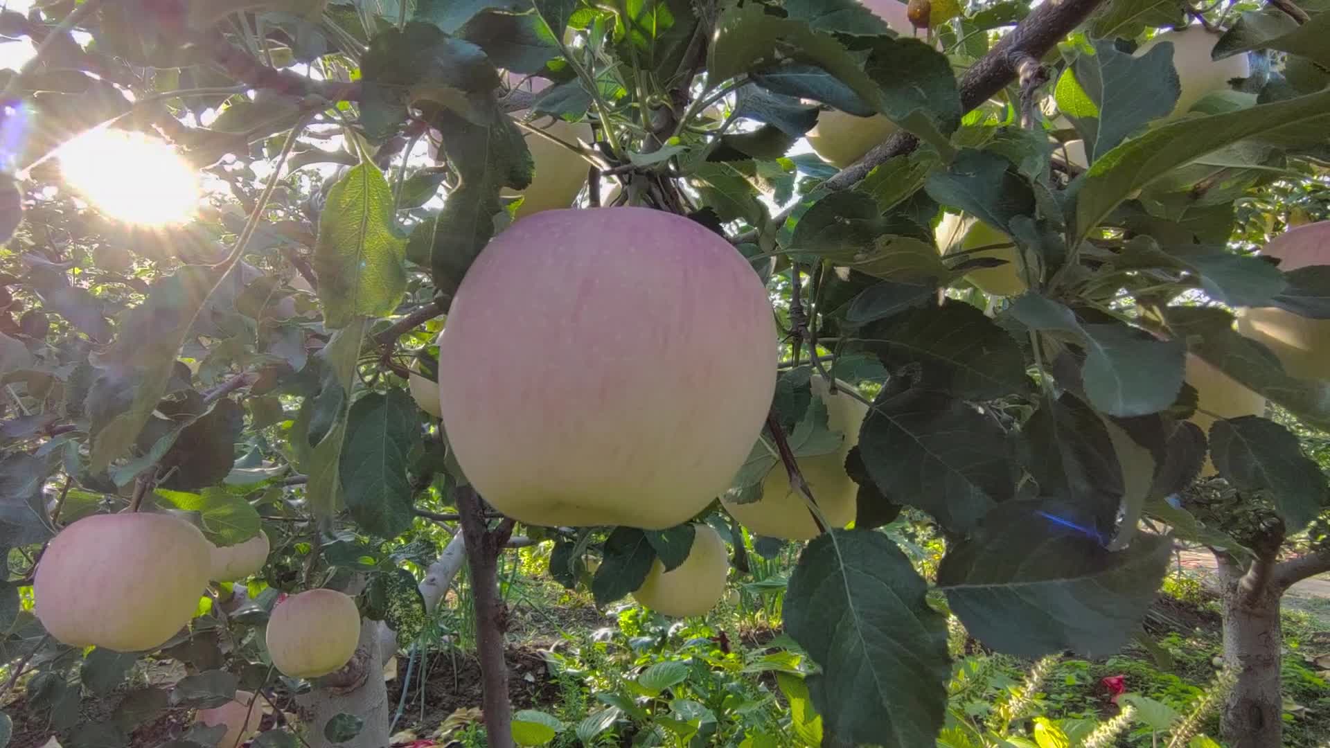 苹果园采摘铺天盖地都是苹果适合宣传片的镜头视频的预览图