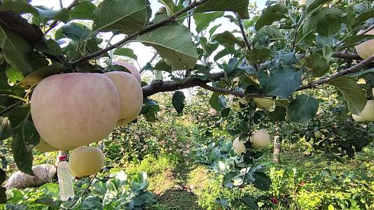 苹果园采摘青苹果浪漫的田园风情视频的预览图