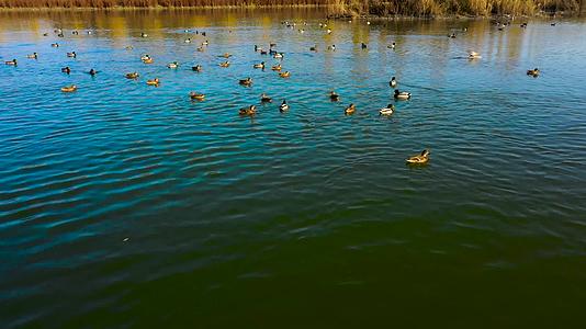 航拍阿克苏市湿地公园野鸭子视频的预览图