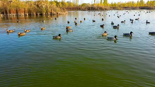 航拍阿克苏市湿地公园野鸭子视频的预览图