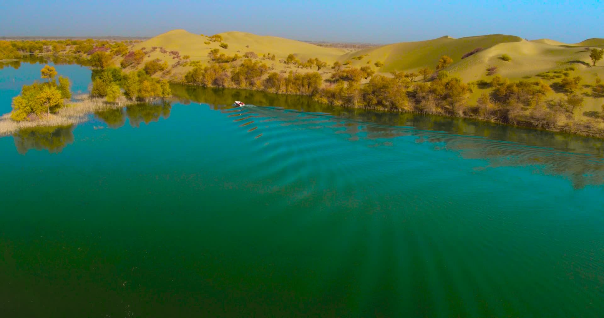 新疆塔克拉玛干沙漠塔里木河胡杨林视频的预览图