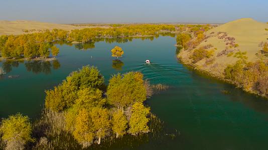 新疆塔克拉玛干沙漠塔里木河水胡杨视频的预览图