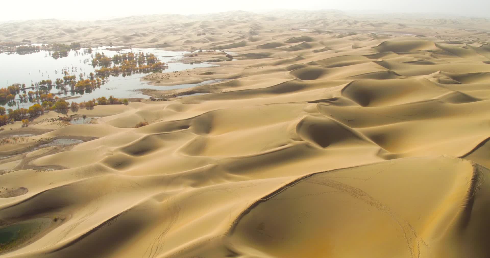 新疆塔克拉玛干沙漠塔里木河胡杨林视频的预览图