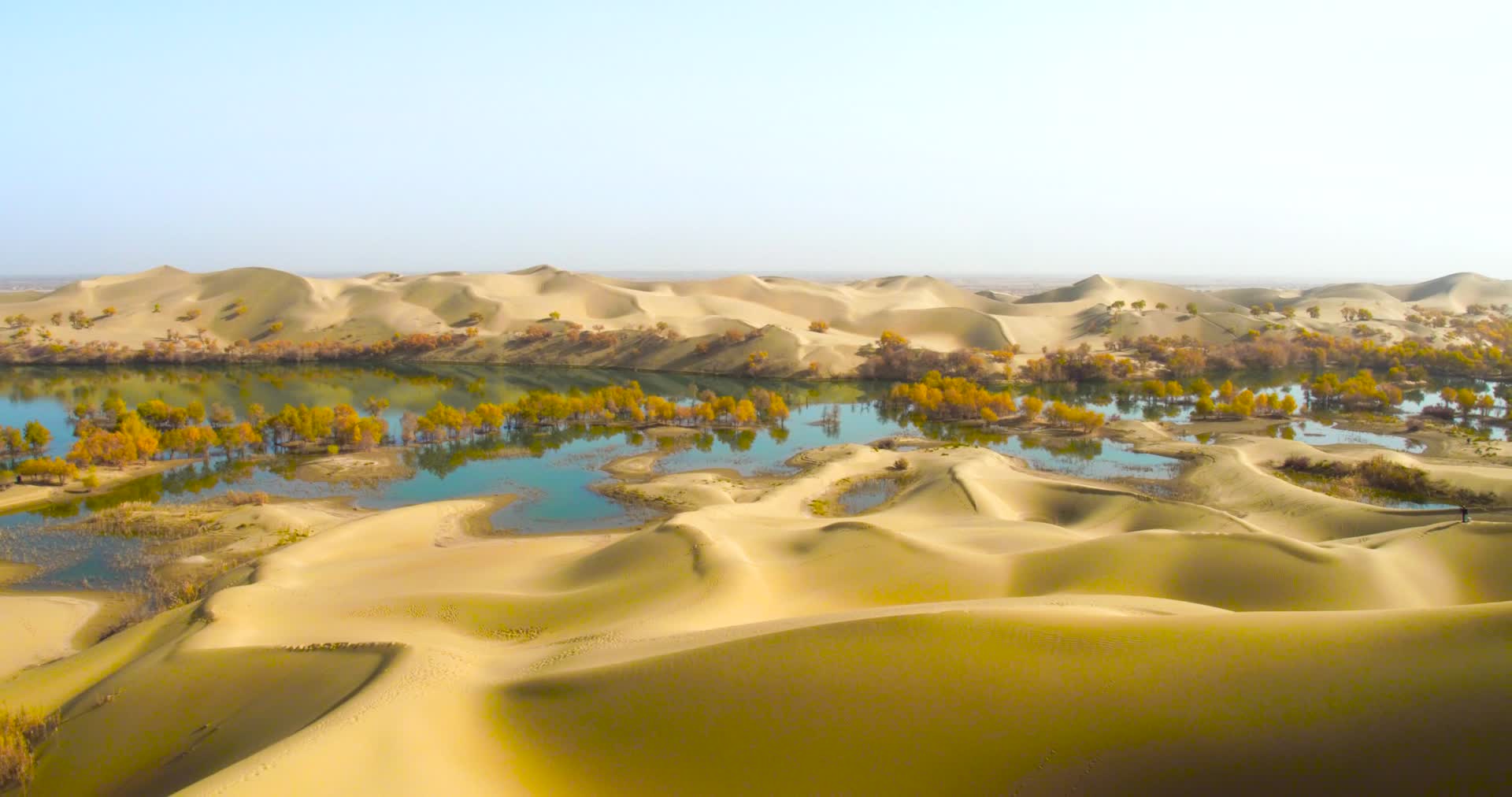 新疆塔克拉玛干沙漠塔里木河水胡杨视频的预览图