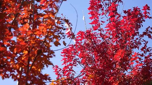 红叶秋天枫叶视频的预览图