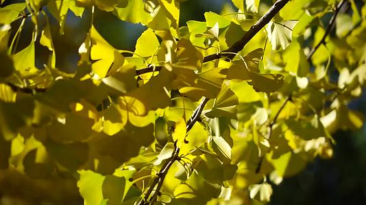 秋季银杏叶秋天树叶金黄色树叶逆光秋叶视频的预览图