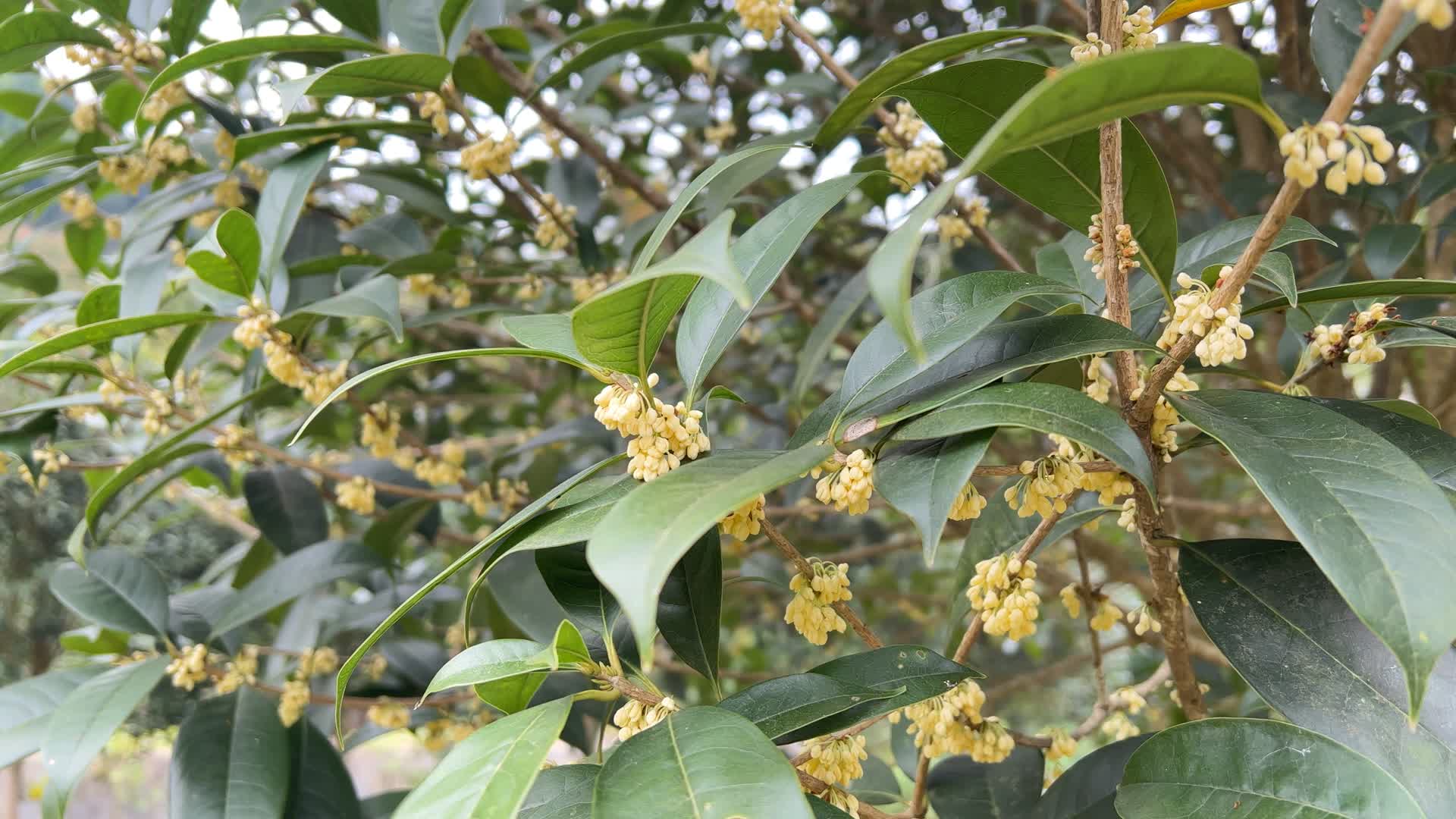 植物桂花树实拍4K视频视频的预览图