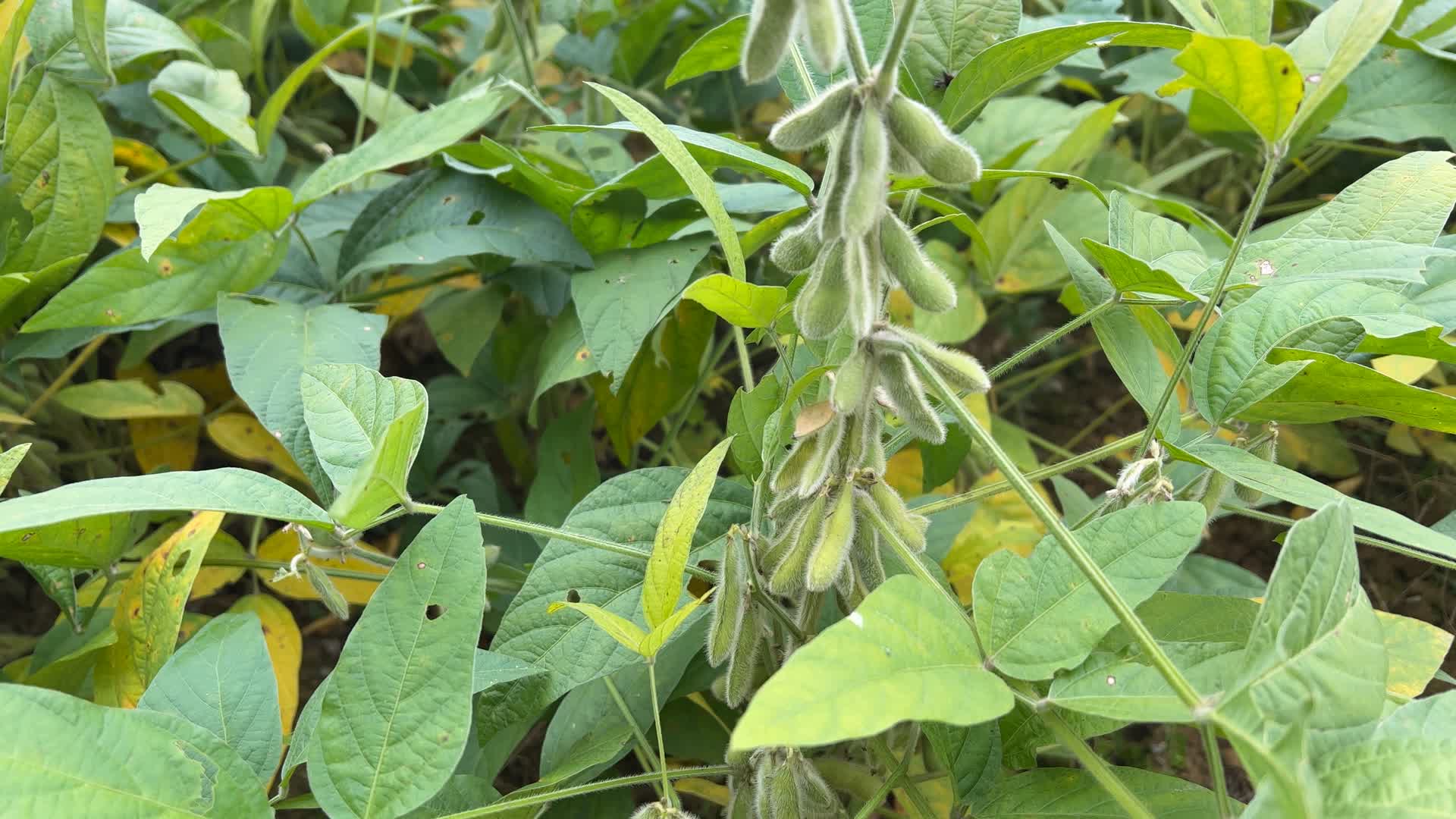 粮食作物黄豆实拍4K视频视频的预览图