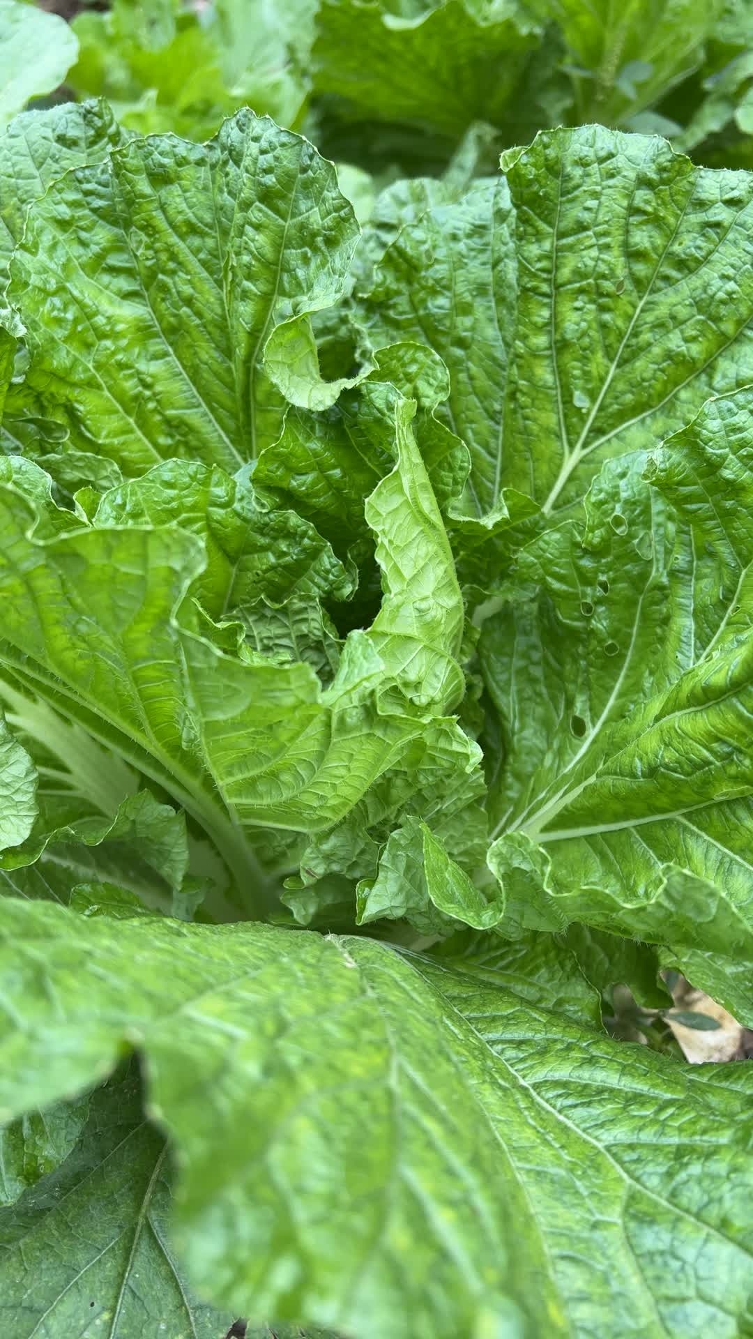 有机蔬菜白菜实拍4K视频视频的预览图