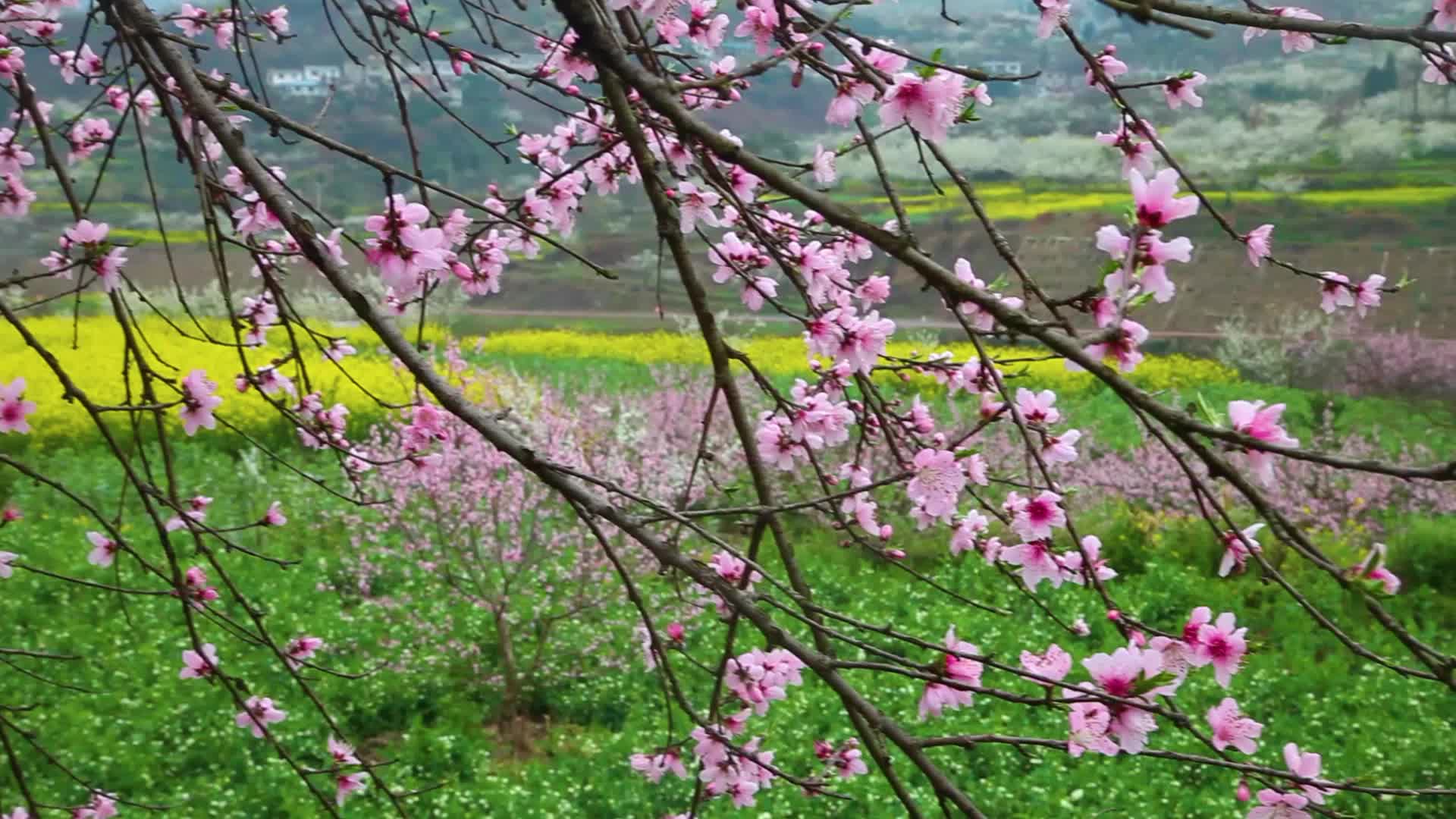 春天桃花开美丽乡村视频的预览图
