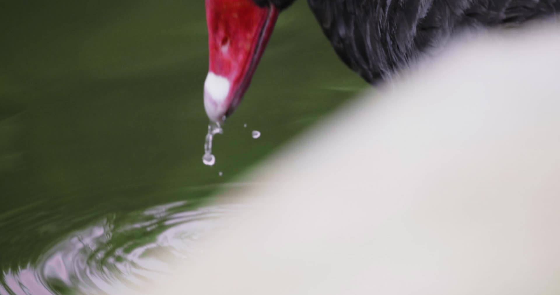 黑天鹅在洗澡慢镜头视频的预览图