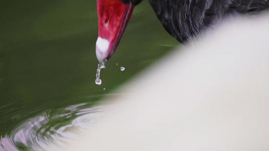 黑天鹅在洗澡慢镜头视频的预览图