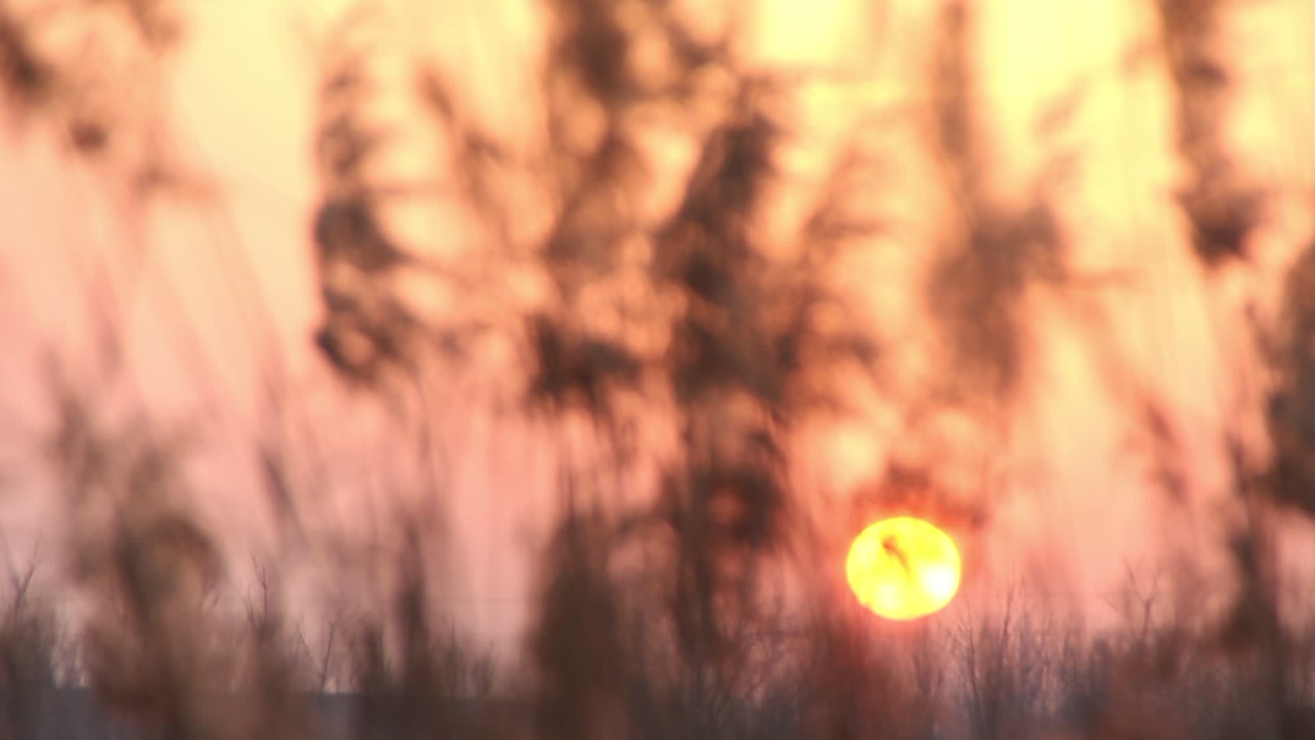 夕阳黄昏下的芦苇剪影视频的预览图