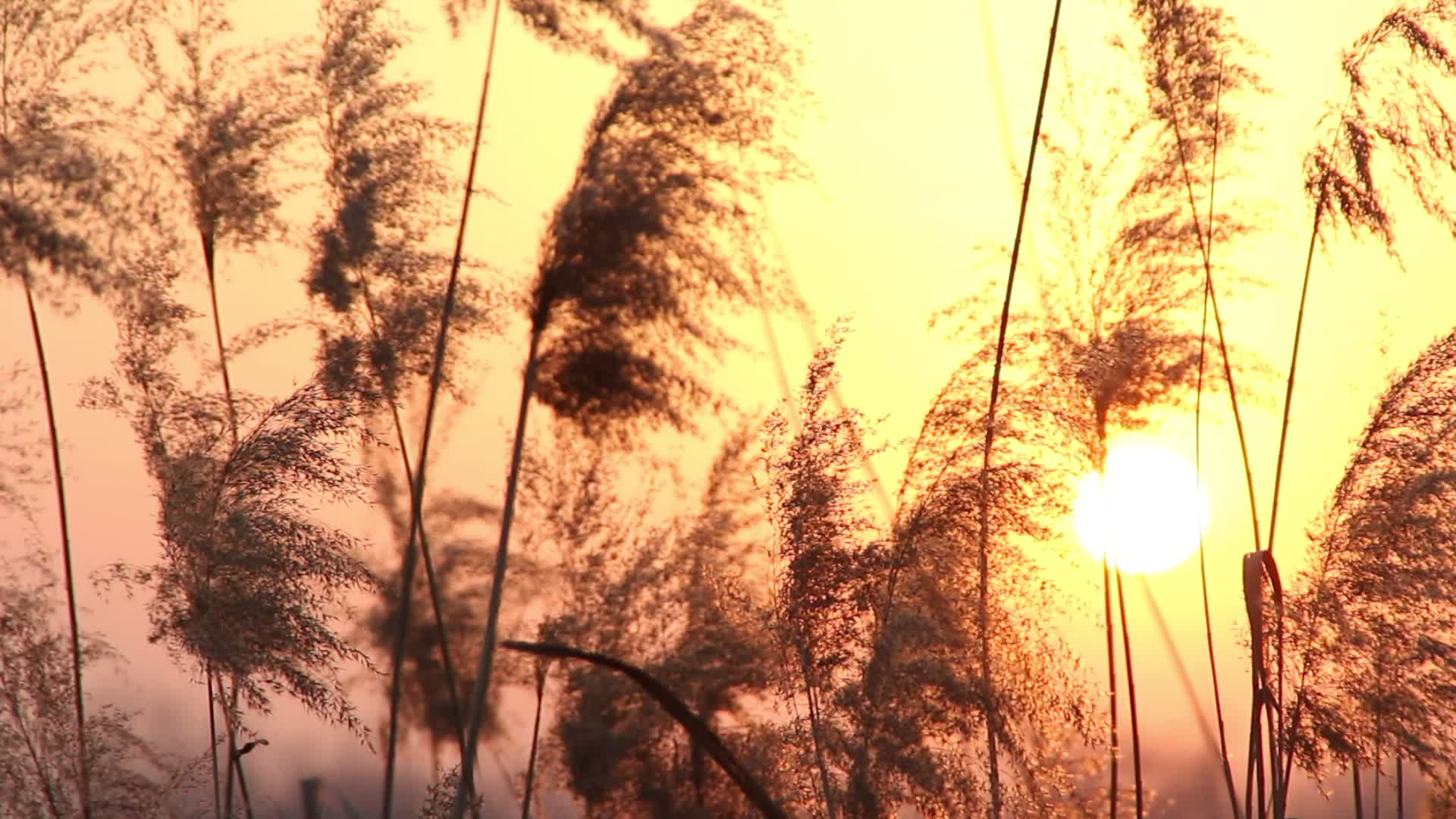 黄昏夕阳落日下一丛芦苇摇曳视频的预览图