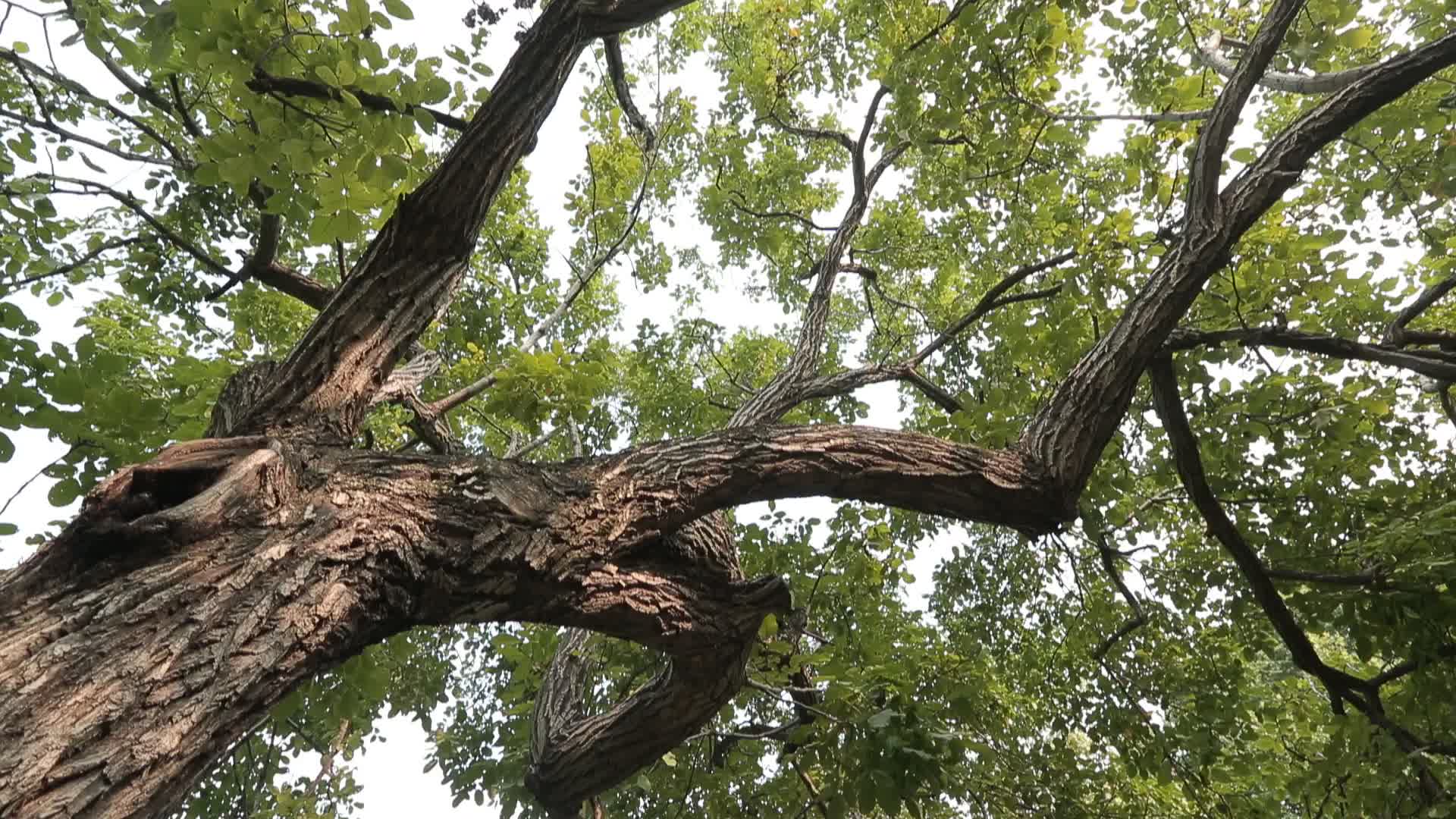 仰拍一棵古杏树逆光视频的预览图