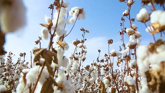 新疆棉花视频的预览图