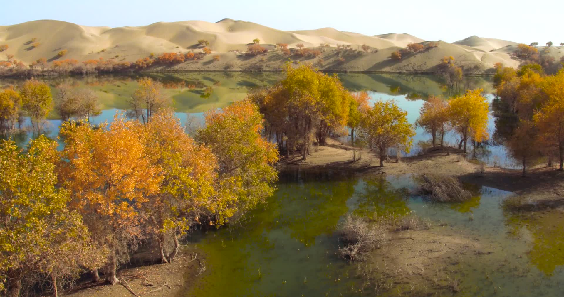 新疆沙漠胡杨视频的预览图
