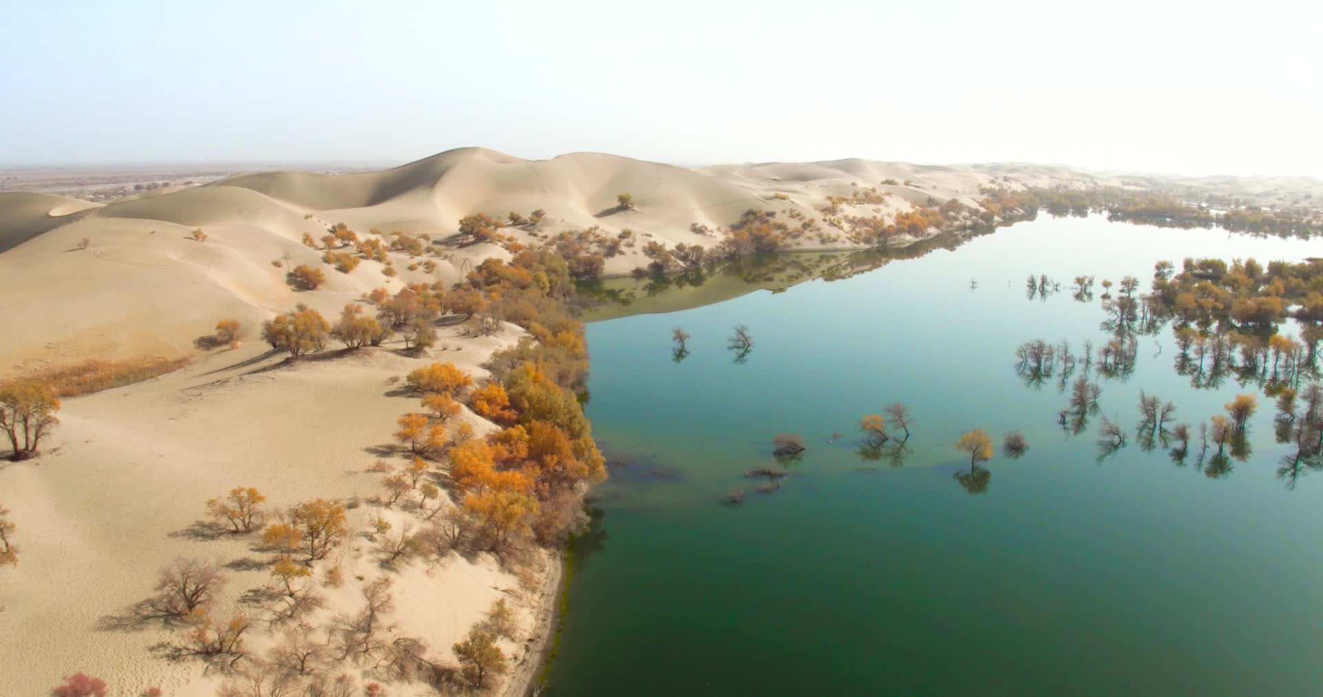 新疆沙漠胡杨视频的预览图
