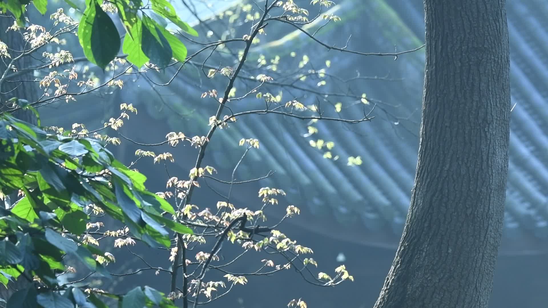 杭州飞来峰景区永福寺禅院视频视频的预览图