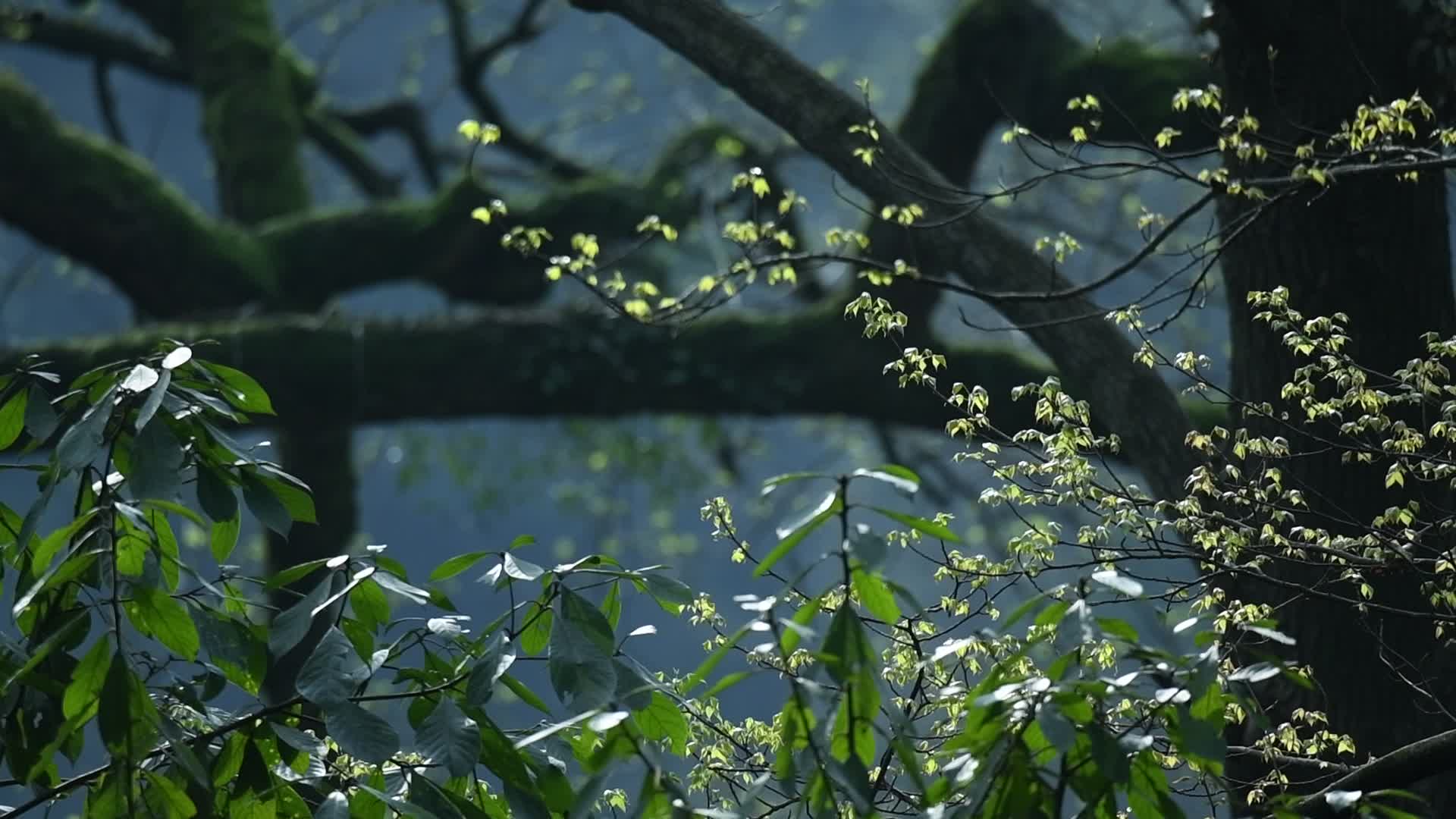 杭州飞来峰景区永福寺禅院风景视频视频的预览图
