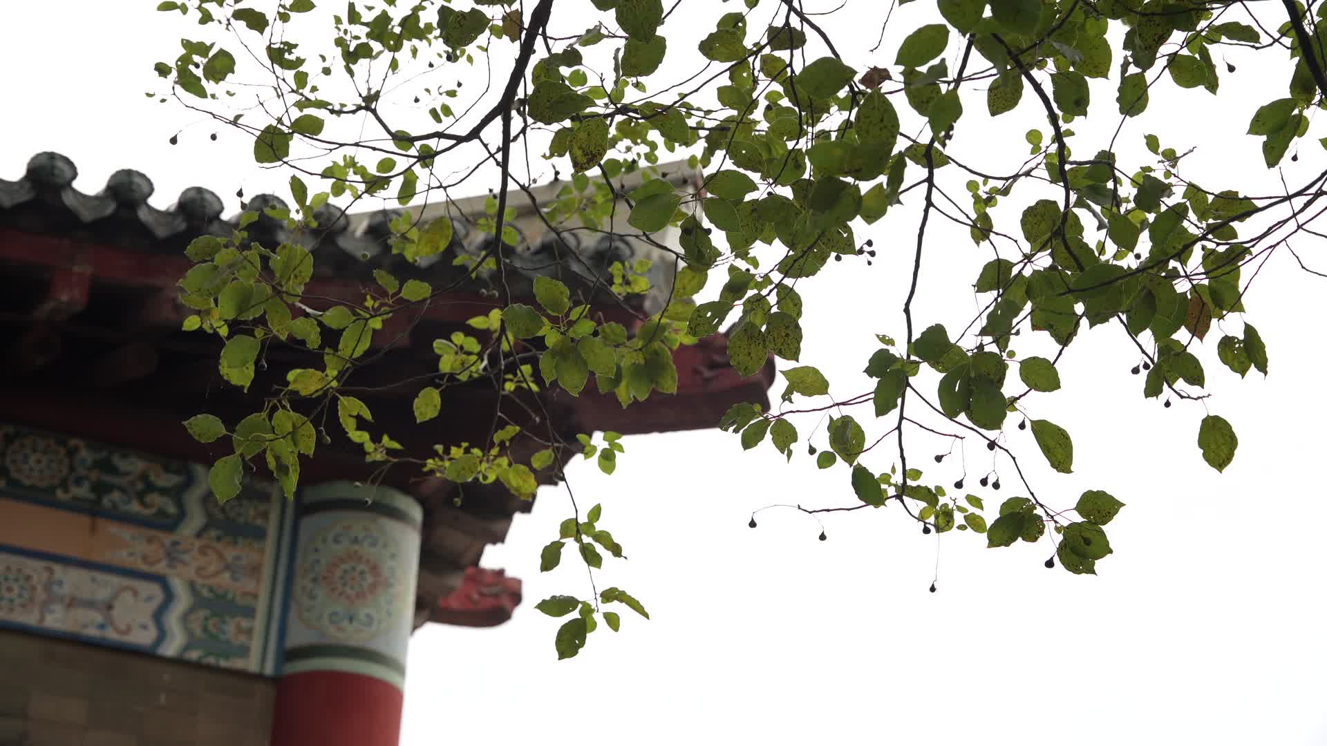 杭州西湖风景区浙江图书馆旧址4K风景视频视频的预览图