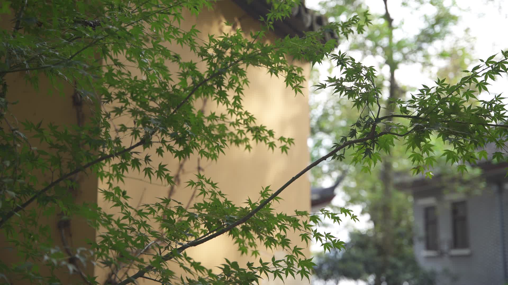 杭州宝石山景区智果寺旧址4K风景视频视频的预览图
