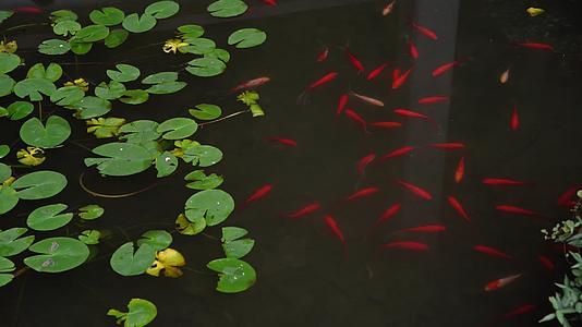 荷塘中的红色锦鲤小鱼视频的预览图