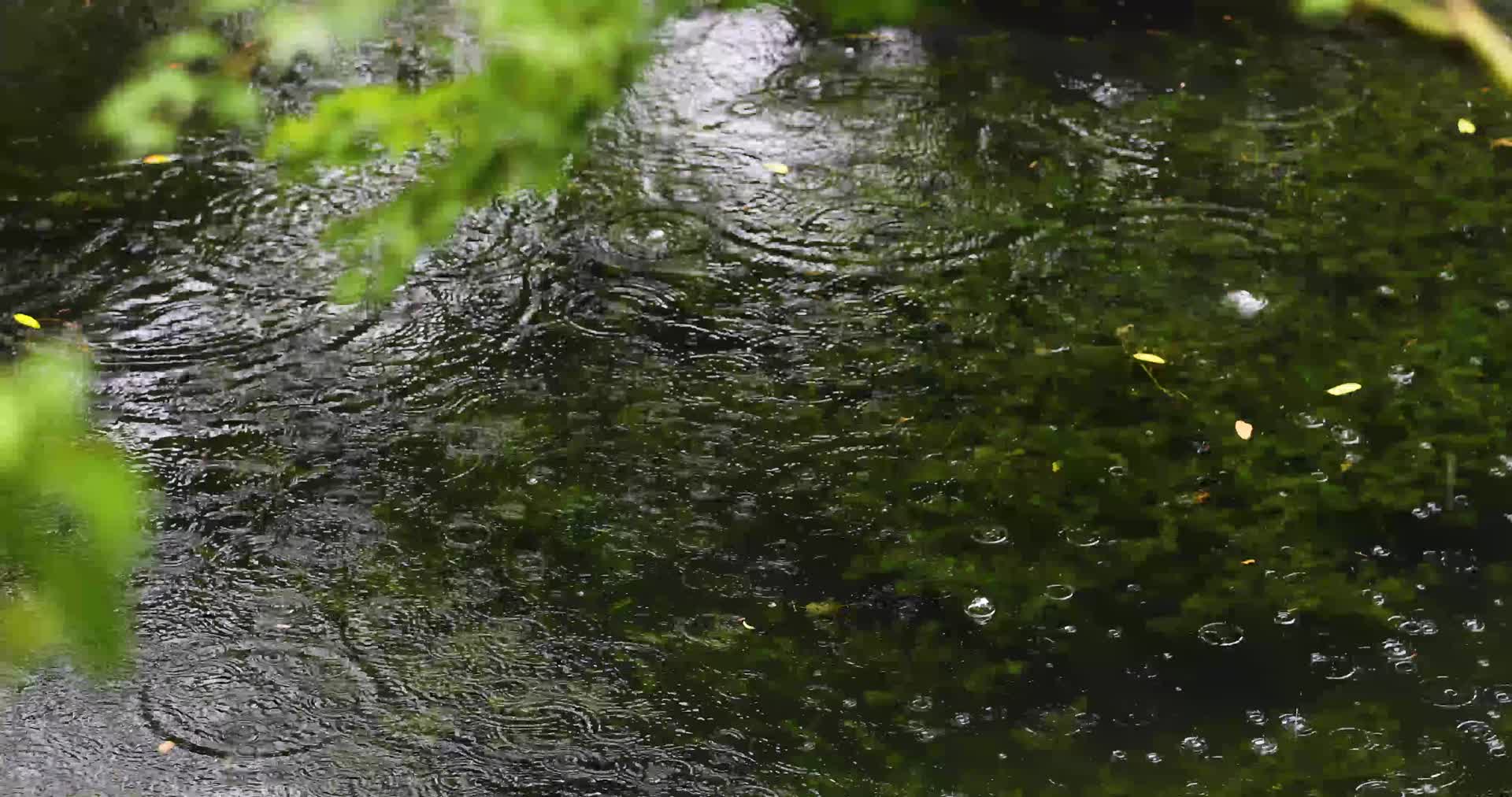 树叶上的雨水视频的预览图