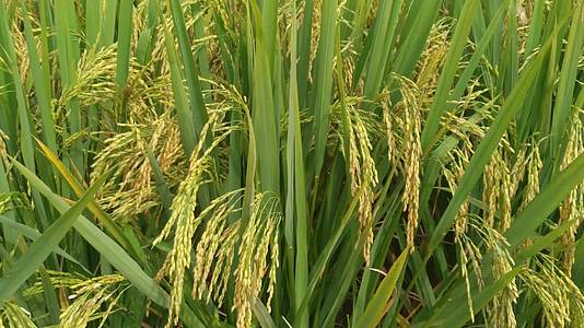 水稻稻谷大米农业粮食丰收稻田谷子4K实拍视频视频的预览图