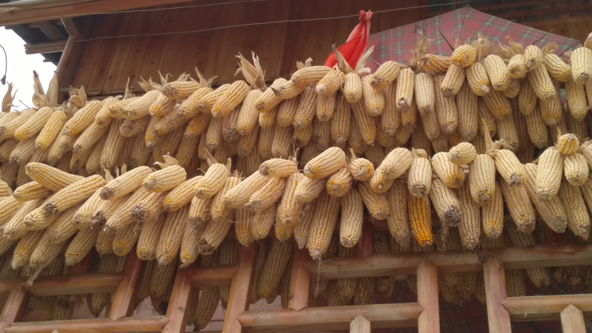 湖北恩施州土家吊脚楼上的丰收玉米视频的预览图