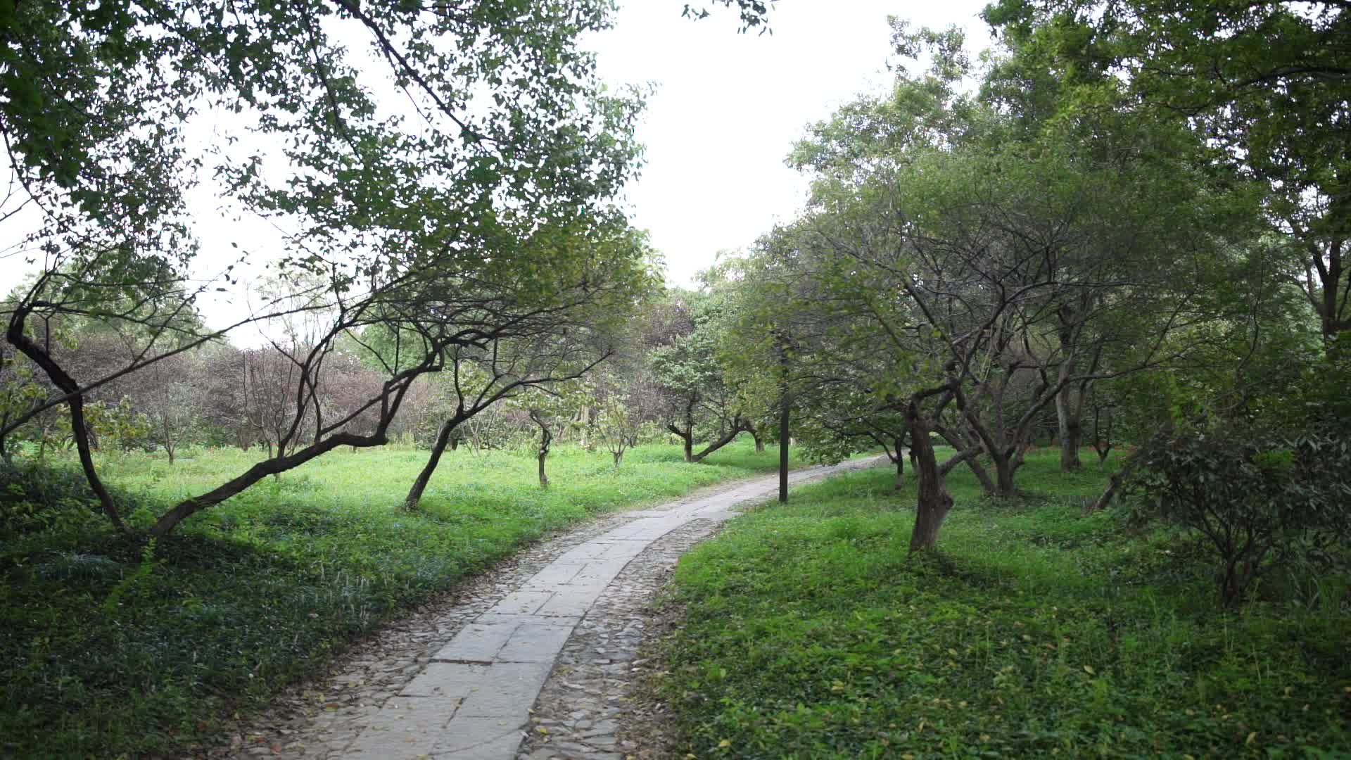杭州西溪国家湿地公园火柿映波风景视频视频的预览图