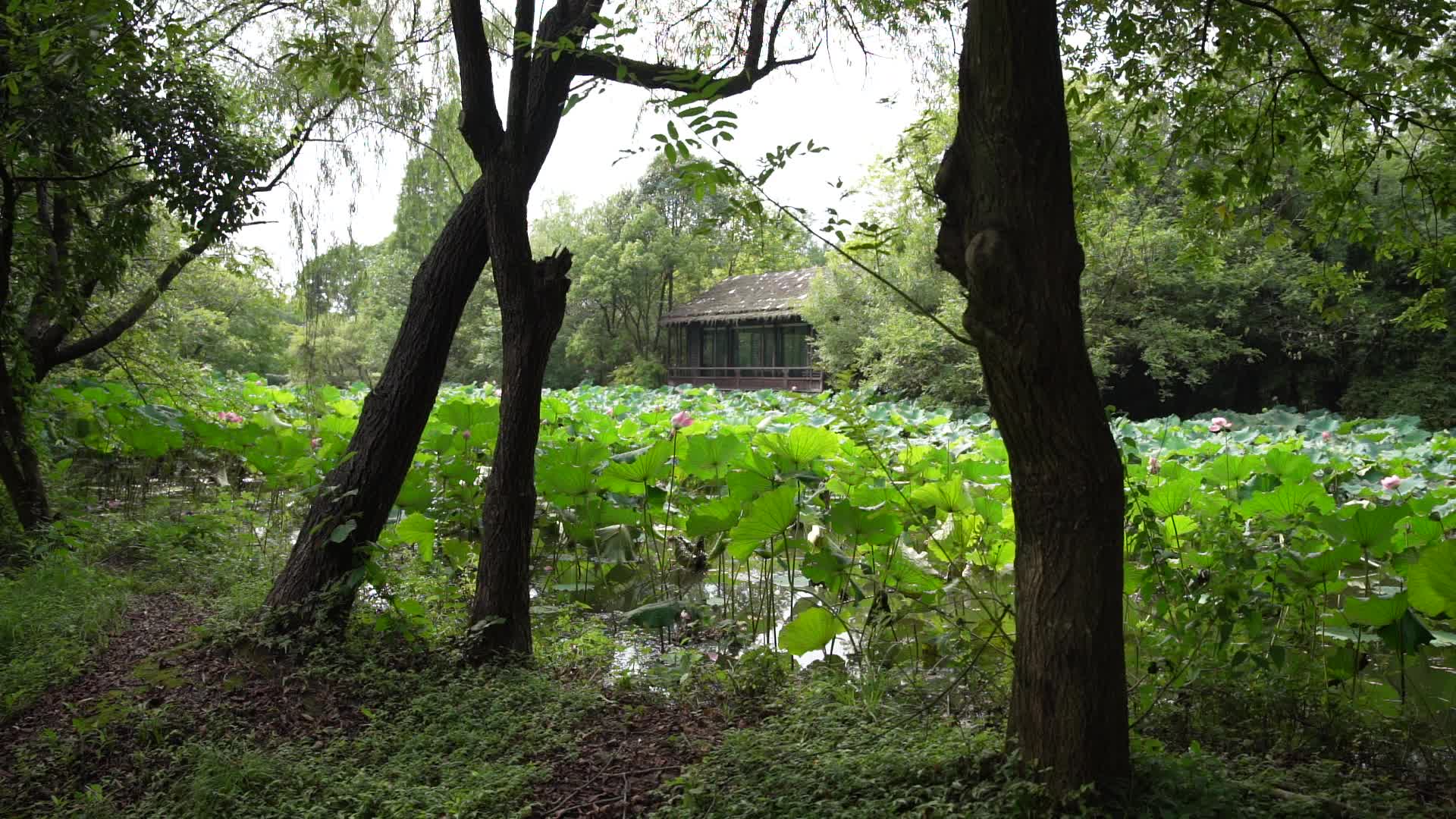 杭州西溪国家湿地公园绮云馆视频视频的预览图